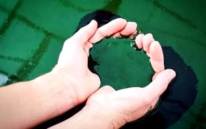 eredete spirulina