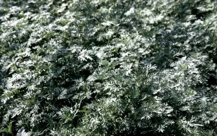 plante