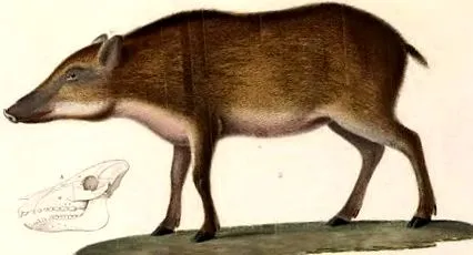 vaddisznók
