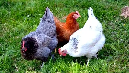 găinilor
