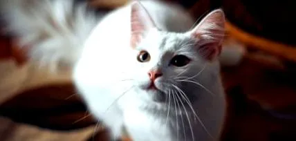 husse