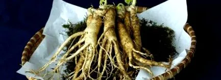 ginseng france