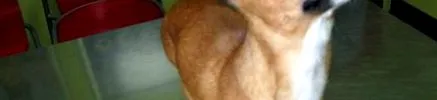 pungile