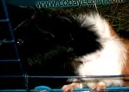 tengerimalac