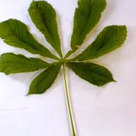 adagolása
