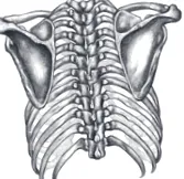 serratus elülső
