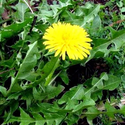 păpădiei