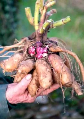 mindent őrölt
