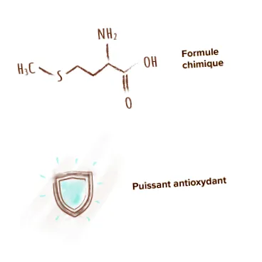 eredete l-metionin