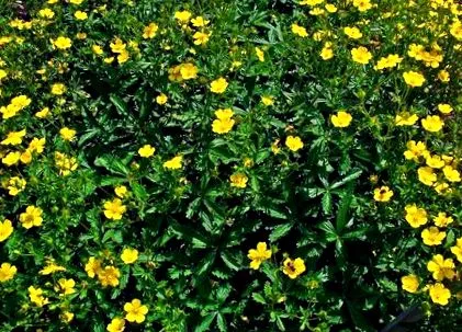 plante