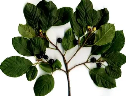 cascara