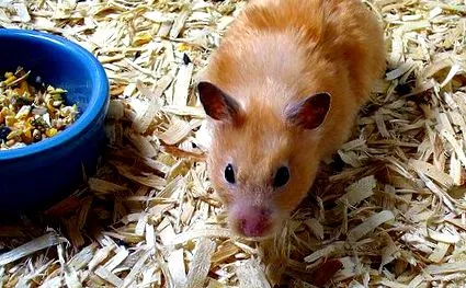 grijă hamster
