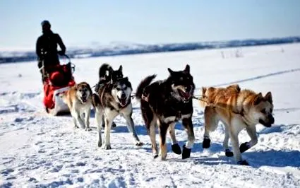 husky