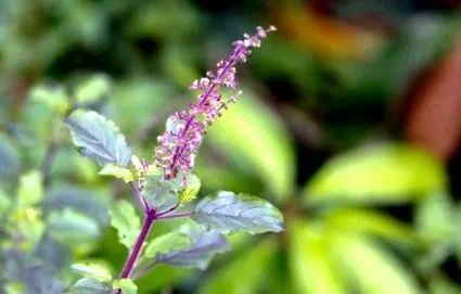 tulsi thés