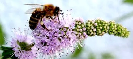 pollen