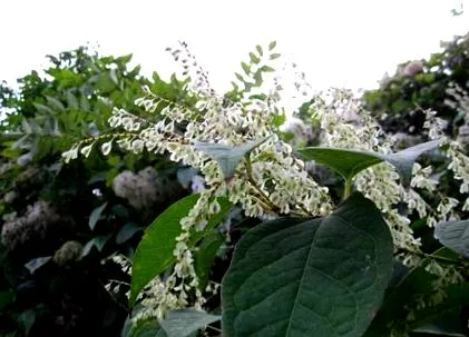 knotweed