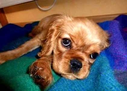 cavalier