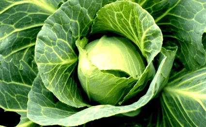 dieta