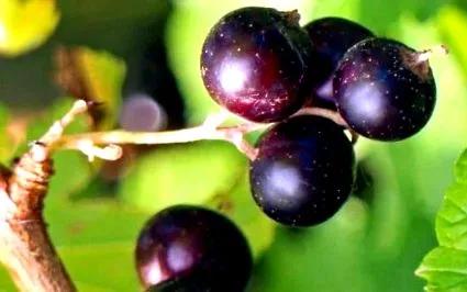 ribes