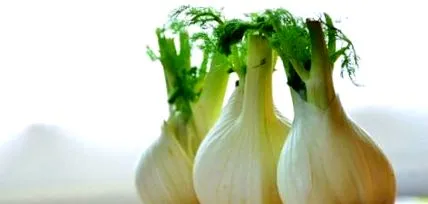 plante