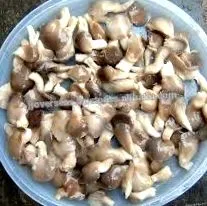 laskagomba