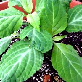 divinorum