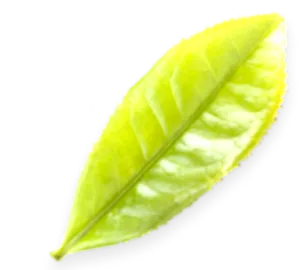 testkezelések