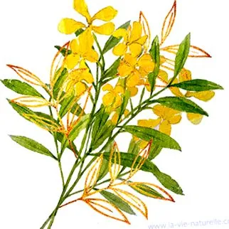 senna