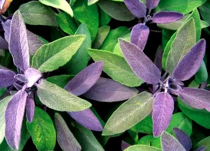 istorie salvia