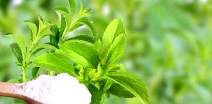 stevia stevia
