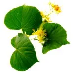 linden