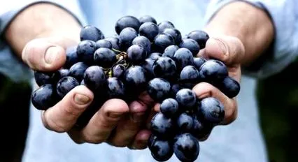 câinele