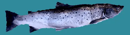 Морська форель