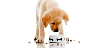 labrador