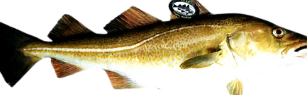 skrei