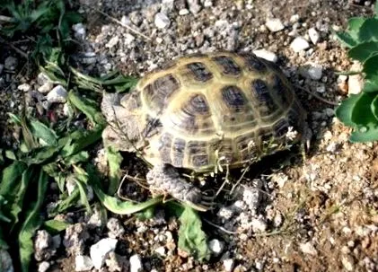sürgős