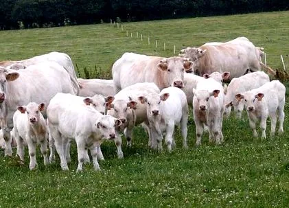 mamă