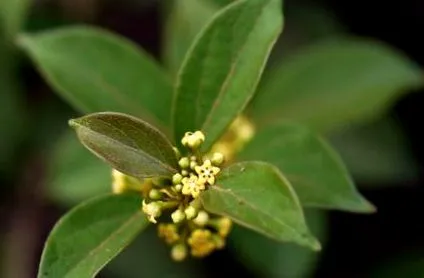 naturali gymnéma