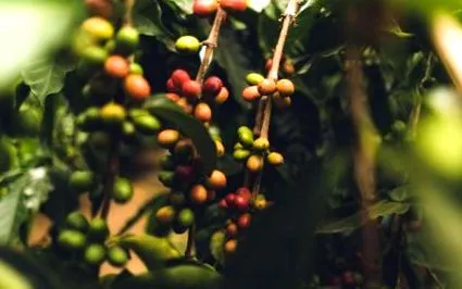 arabica