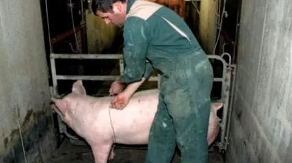 korreláció