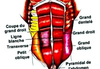 aductori