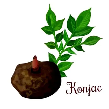 konjac
