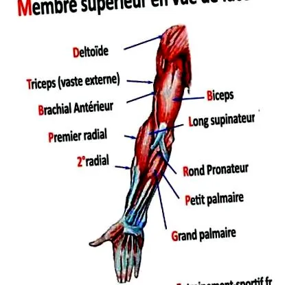 elülső brachialis