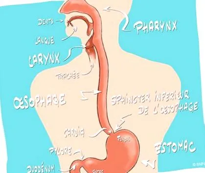 orvostudományi máj-gasztroenterológia