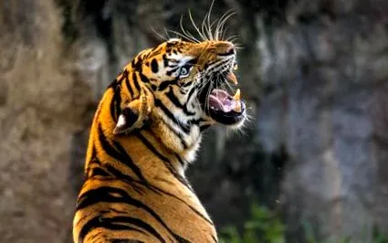 animale