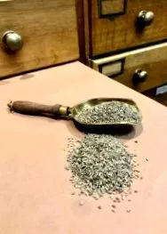 semințe
