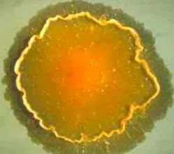 Mycobacterium marinum