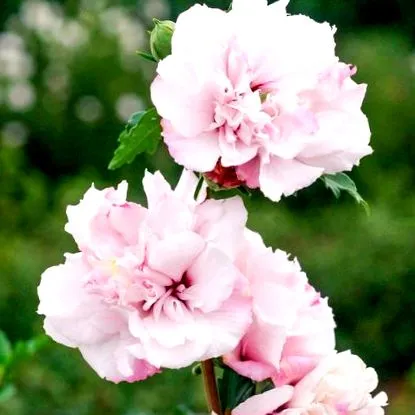althea