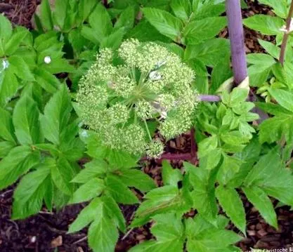 анжелика angelica