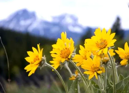 диети arnica